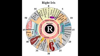 IRIDOLOGY WINDOWS TO YOUR HEALTH EYE CHART [upl. by Elison]