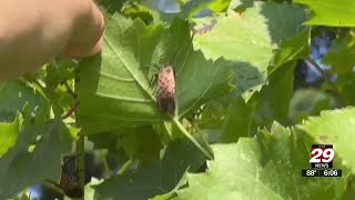 Virginia vineyards grapple with spotted lanternfly [upl. by Carlene]