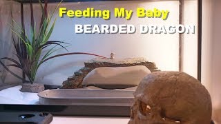 How To Feed A Baby Bearded dragon  Tips And Tricks [upl. by Neva]