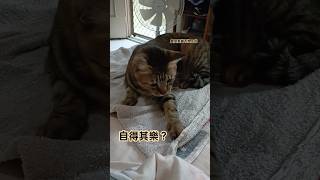 浴巾邊緣都能玩，自得其樂屬性根本點滿了🤣 貓 貓咪 寵物 cat pet 虎斑貓 日常 可愛 可愛い 可愛い貓 樂樂 浴巾 [upl. by Adnirim]