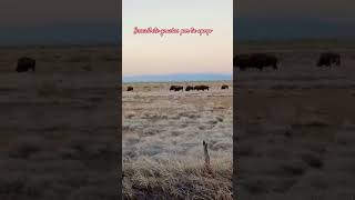 bisontes en janos chihuahua keşfet kesfet cover bollywood song automobile fugaporla57 musicg [upl. by Nealey]