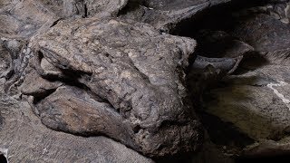 Worlds bestpreserved armoured dinosaur fossil now on display [upl. by Tavie]