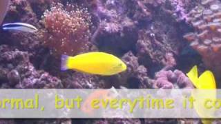 The Basic about Cleaner Wrasse and Yellow Canari Wrasse [upl. by Eri]