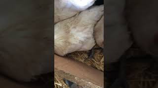 My bresse chickens are laying eggs [upl. by Allenotna277]