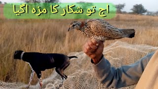 Teetar Aur Batair Ka Shikar December  Black Francolin HuntingTeetar ka shikar with dog in Punjab [upl. by Oliviero]