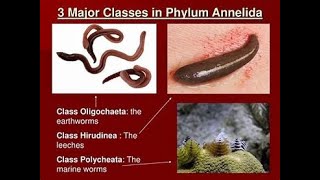 Classification of Phylum annelida [upl. by Leamaj]