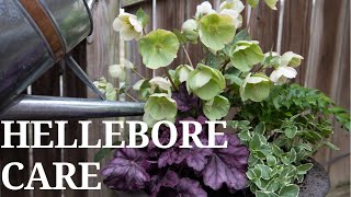 Hellebore Care  First Spring Containers [upl. by Ardenia]