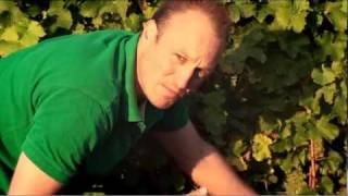 VTV Episode 1 of 7 quotThe Vineyardquot wine making in Marlborough New Zealand [upl. by Tarton]