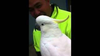 Bird swearing awesome cockatoo cocky [upl. by Waddle]