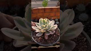 🆔️ IMBRICATA VARIEGATA suculentasecactos plantas suculentasgigantes echeveria suculentas [upl. by Terrene]