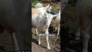 5 Curiosidades Sobre Las Cabras 🐐 [upl. by Edelman]