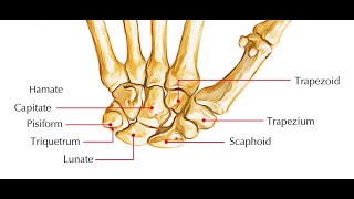 Two Minutes of Anatomy Carpal Rows [upl. by Llehsad9]