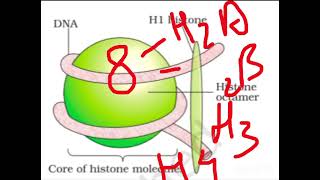 Nucleosome structure structural unit of chromosomes [upl. by Vivianna]