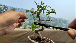 My 2nd Carmona Retusa Bonsai  Pruning  Repotting [upl. by Helbon]