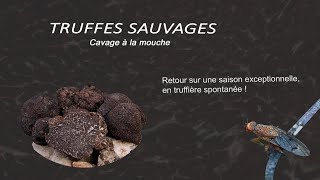 Truffes sauvages à la mouche [upl. by Basset858]