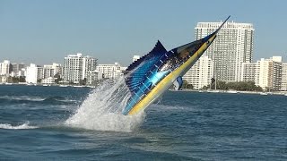 Seabreacher Sailfish hits Miami [upl. by Aniuqal]