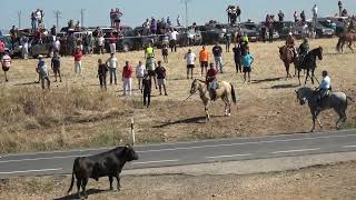 Encierro por el campo El Casar 7 de septiembre [upl. by Talich360]