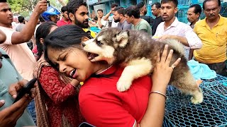 Galiff Street Pet Market Kolkata  dog market in kolkata  Dog Price  Gallif street kolkata  Dog [upl. by Thurston309]