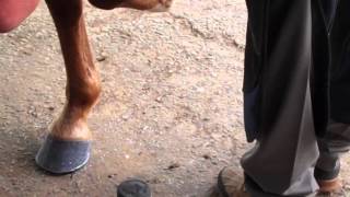 Farrier Clinching Process with Mike Chance APF CJF [upl. by Edmund]