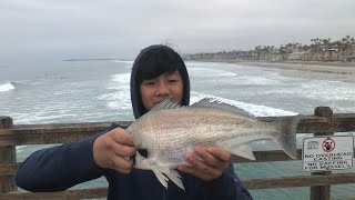 Big Spotfin Croaker Caught In Oceanside Pier [upl. by Legge901]