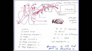 EP 23 HampN Maxillary artery and pterygopalatine fossa and Pterygoid venous Plexus [upl. by Ramal390]