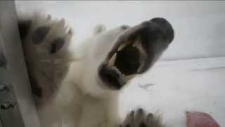 Incredible footage of cameraman and hungry polar bear [upl. by Illek850]