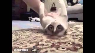 Compilation de chutes de chats CAT FAIL [upl. by Elocn]