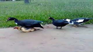 Close Ducks mating Chicken  Amazing Duck mating chicken many times [upl. by Madid]