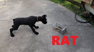 Giant Schnauzer Pup vs Rat  Morning Exercise [upl. by Yadnus56]