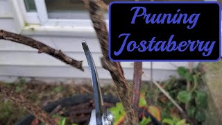 Pruning My Jostaberry  Explaining My Decisions [upl. by Roxine]