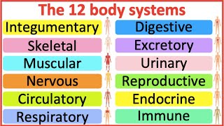 12 Organ Systems  Roles amp functions  Easy science lesson [upl. by Llednahc]