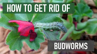 How to Get Rid of Budworms in 4 Easy Steps DIY Ornamental Pest Control [upl. by Zetrauq]