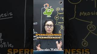 Spermatogenesis vs Spermiogenesis Important Confusing Terms for Neet Exam neet2025 neetpreparation [upl. by Aynos]