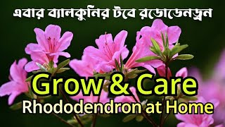 Growing Rhododendrons in Pots  টবে ফুটবে রডোডেনড্রন [upl. by Zamir]