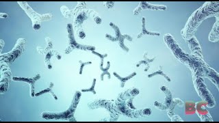 Scientists Create Artificial Human Chromosomes In Landmark Genetic Feat [upl. by Riva]