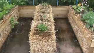 Straw Bale Gardening In Raised Beds [upl. by Cock]