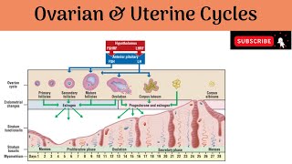 Ovarian amp Uterine cycles  Phases  Changes  Anatomy mbbs education [upl. by Ynalem903]