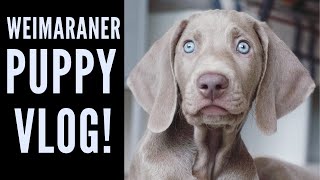 Davinci the Weimaraner  Morning Dog Vlog [upl. by Notlek841]