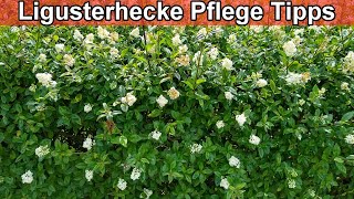 Ligusterhecke Pflege – Liguster  Pflegen Schneiden Standort Gießen Düngen Immergrün Wachstum [upl. by Nathaniel]