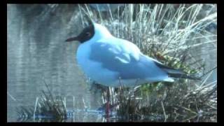 Kokmeeuw  Larus ridibundus  Black headed gull  Lachmöwe [upl. by Middendorf]