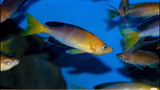 Cyprichromis leptosoma jumbo Yellow Head [upl. by Nyletak]