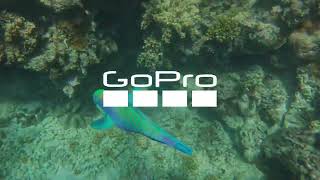 Great Barrier Reef pt 2🇦🇺FeatBig Maori Wrasse amp Shark 🦈 [upl. by Christmas123]