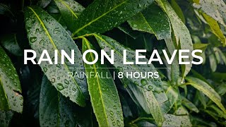 Rain on Leaves  8 Hours of rain falling on leaves  Relaxation Meditation Fall asleep fast [upl. by Rudin]