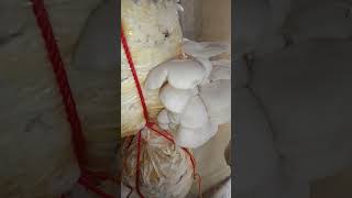 4 th fruting mycology cultivation food mycologysociety mushroomgrowing vlog mushroomfarming [upl. by Tutto555]