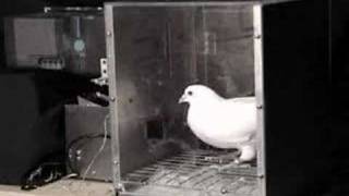 Autoshaping a pigeons keypeck CR [upl. by Alda196]