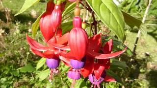 Fuchsias Flowers  Blóðdropi krists  Tárablóm  Fúksía  Fúsía  Fúxía  Stofuplanta [upl. by Adiaj]