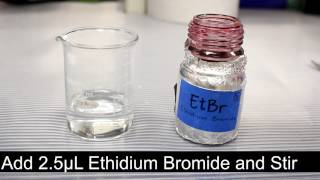 Making an Ethidium Bromide Agarose Gel [upl. by Lubow357]