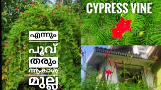 ആകാശ മുല്ല  Cypress Vine Plant care tips  Plant Partner [upl. by Messing]