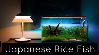 Japanese Rice Fish Amano Shrimp and Assassin Snails [upl. by Oetsira]