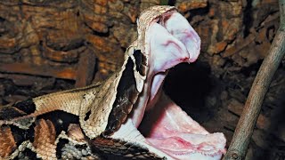 Gaboon Viper Èjò ọká Documentary [upl. by Immaj]